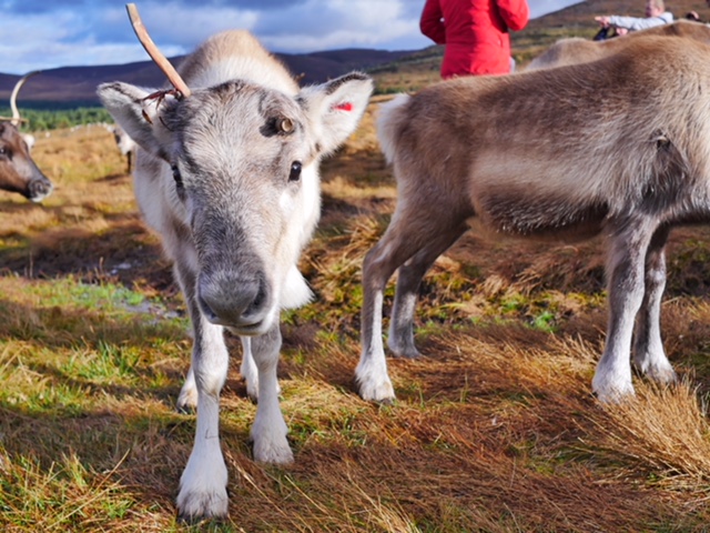 Cairngorms Reindeer