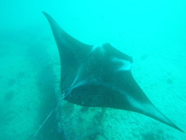 Manta Rays on Ningaloo Reef in Coral Bay 