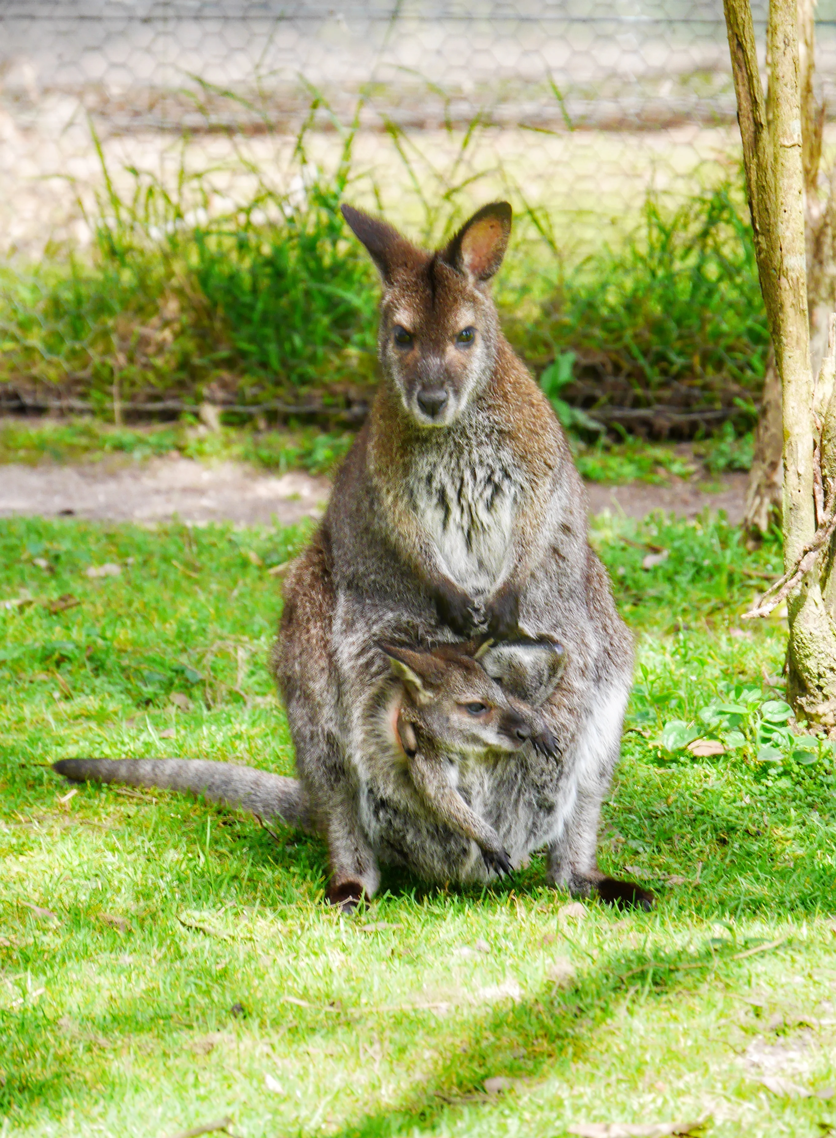 Healesville Sanctuary Melbourne kangaroos thesweetwanderlust.com