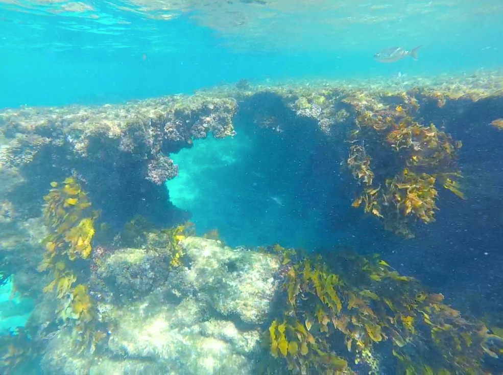 Little Salmon Bay snorkeling